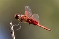 Tramea stenoloba male-3533